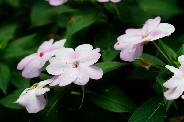 Welche KrÃ¤uter sind pflegeleicht und vielseitig einsetzbar?